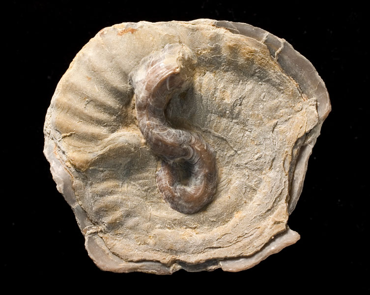A fossilised bivalve including animal within the shell.